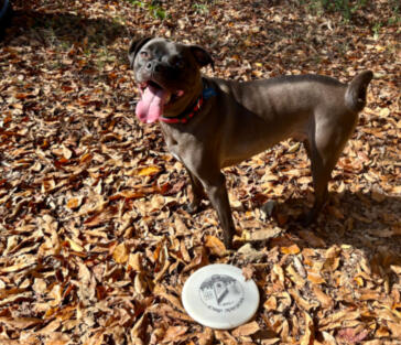 Ajax loves to disc golf