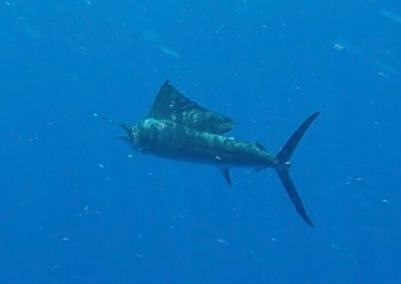 Sailfish in the Keys